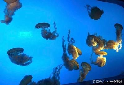 開一家水族館的成本：開設(shè)一家水族館的成本
