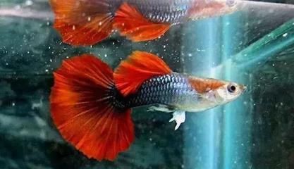 觀賞魚熱門排行榜（七彩神仙魚是什么？）