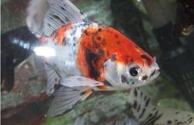 觀賞魚熱門排行榜（七彩神仙魚是什么？） 觀賞魚熱門排行榜（七彩神仙魚是什么？） 錦鯉魚百科 第5張
