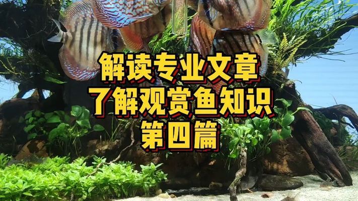 瀘州水族器材濾材（瀘州水族器材濾材廠家） 瀘州水族器材濾材（瀘州水族器材濾材廠家） 黃金貓魚百科 第2張