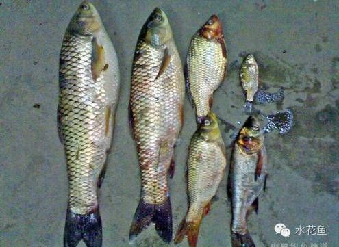 紅龍魚配什么魚一起養？混養指南與注意事項，紅龍魚混養指南，最佳搭配魚種與注意事項