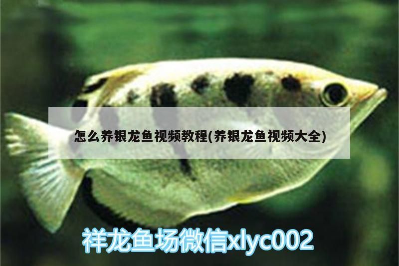 怎么養(yǎng)銀龍魚視頻教程(養(yǎng)銀龍魚視頻大全)