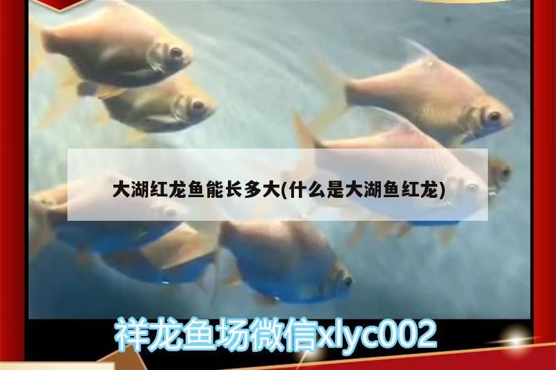 大湖紅龍魚能長多大(什么是大湖魚紅龍)