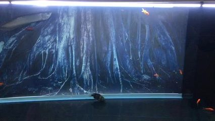 虎魚喂活食戒多久：如何改變虎魚只吃活食的習慣
