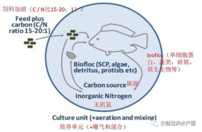 養(yǎng)龍魚(yú)喂什么餌料好(龍魚(yú)喂什么飼料好)