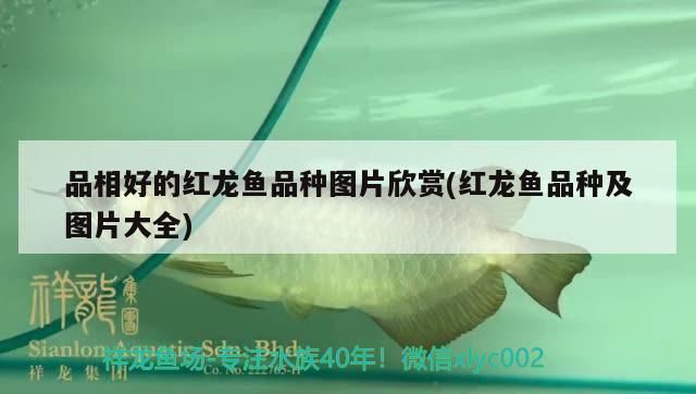 品相好的紅龍魚是什么魚種的：品相好的紅龍魚通常指的是那些在外觀、健康狀況和行為表現出色