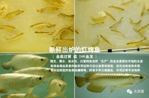 龍魚的鱗片vs祥龍魚場(chǎng)：祥龍魚場(chǎng)的養(yǎng)殖技術(shù)