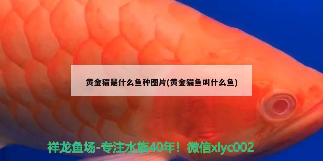 黃金貓是什么魚種圖片(黃金貓魚叫什么魚)