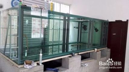 龍魚爛尾用什么藥治療效果好（龍魚爛尾用什么藥治療效果好呢）