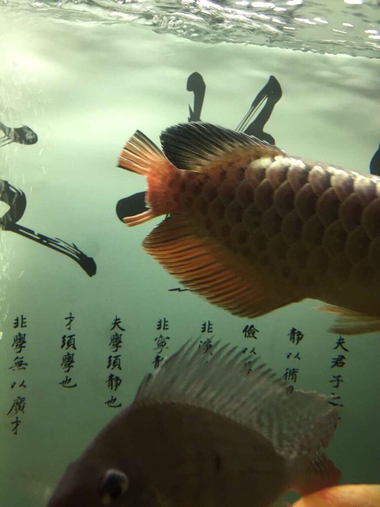 切尾手術