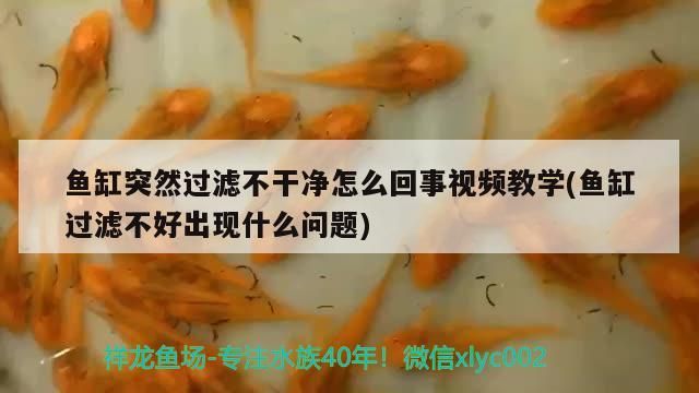 魚缸突然過濾不干凈怎么回事視頻教學(魚缸過濾不好出現什么問題)