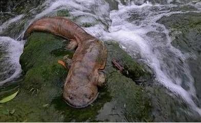 魟魚能餓多久不吃東西：魟魚不吃東西的存活時間