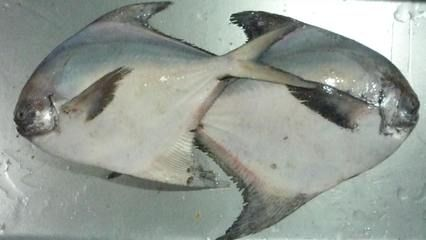 魟魚能餓多久不吃東西：魟魚不吃東西的存活時間