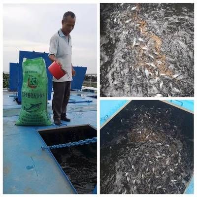 銀龍魚的養殖方法和技巧視頻(銀龍魚的飼養方法視頻)