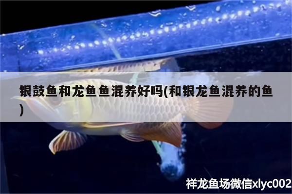 銀鼓魚和龍魚魚混養好嗎(和銀龍魚混養的魚)