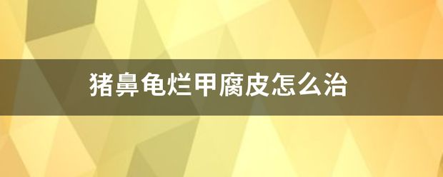 豬鼻龜身上腐皮白點怎么治：豬鼻龜得了白斑病怎么辦