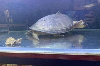 豬鼻龜什么時候繁殖：關于豬鼻龜繁殖的詳細信息
