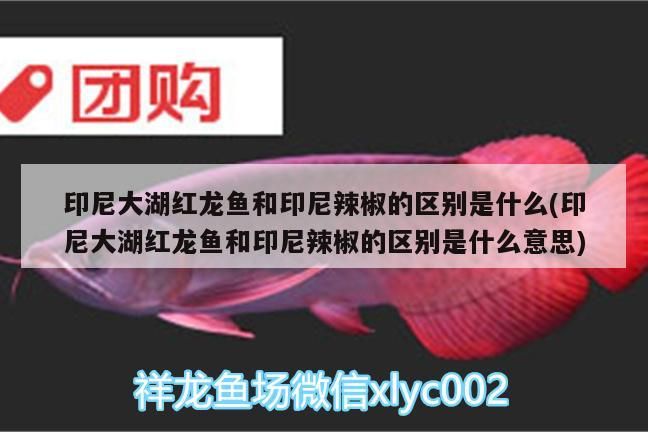 印尼大湖紅龍魚和印尼辣椒的區別是什么(印尼大湖紅龍魚和印尼辣椒的區別是什么意思)