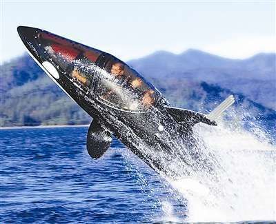 食人魚和虎鯨誰厲害：食人魚和虎鯨誰厲害？