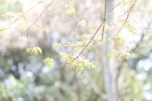 泰虎多少錢一只幼崽圖片：泰虎多少錢一只