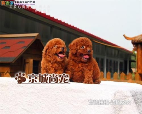 泰虎多少錢一只幼崽圖片：泰虎多少錢一只 泰虎多少錢一只幼崽圖片：泰虎多少錢一只 虎魚百科 第4張