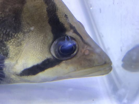 虎魚怎么會蒙眼睛：虎魚為什么會蒙眼