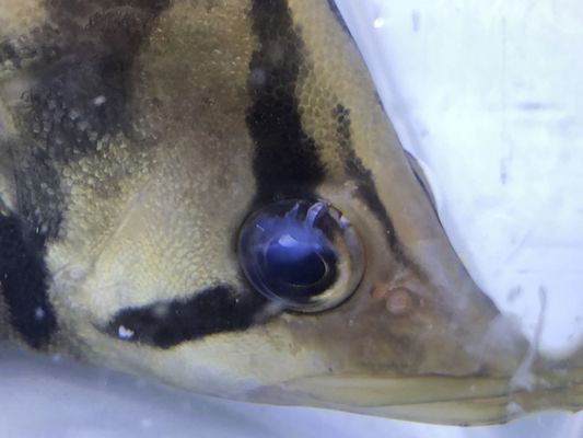 虎魚怎么會蒙眼睛：虎魚為什么會蒙眼