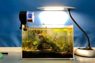 做生意一般養幾條魚？從風水到經營智慧的深層解讀，做生意養幾條魚最旺財？風水寓意與經營策略全解析