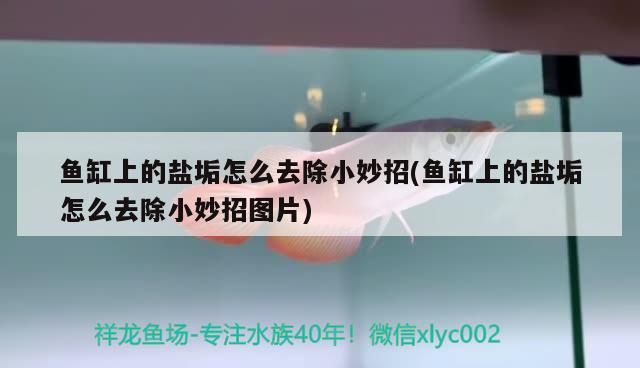 魚缸上的鹽垢怎么去除小妙招(魚缸上的鹽垢怎么去除小妙招圖片)