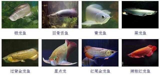 星點金龍魚飼料選購指南：星點金龍魚的飼料選購指南
