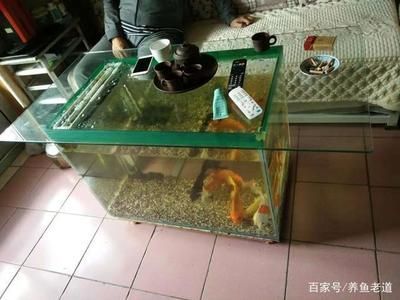 40厘米魚缸能養什么：40厘米的魚缸適合養一些小型熱帶魚，且與40厘米的魚缸搭配效果很好