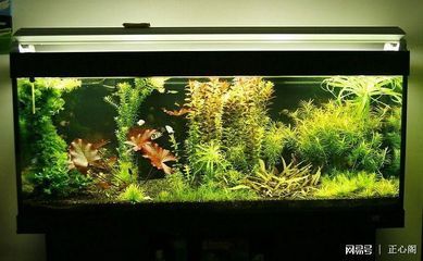 40厘米魚缸能養什么：40厘米的魚缸適合養一些小型熱帶魚，且與40厘米的魚缸搭配效果很好