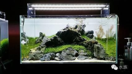 40厘米魚缸能養什么：40厘米的魚缸適合養一些小型熱帶魚，且與40厘米的魚缸搭配效果很好