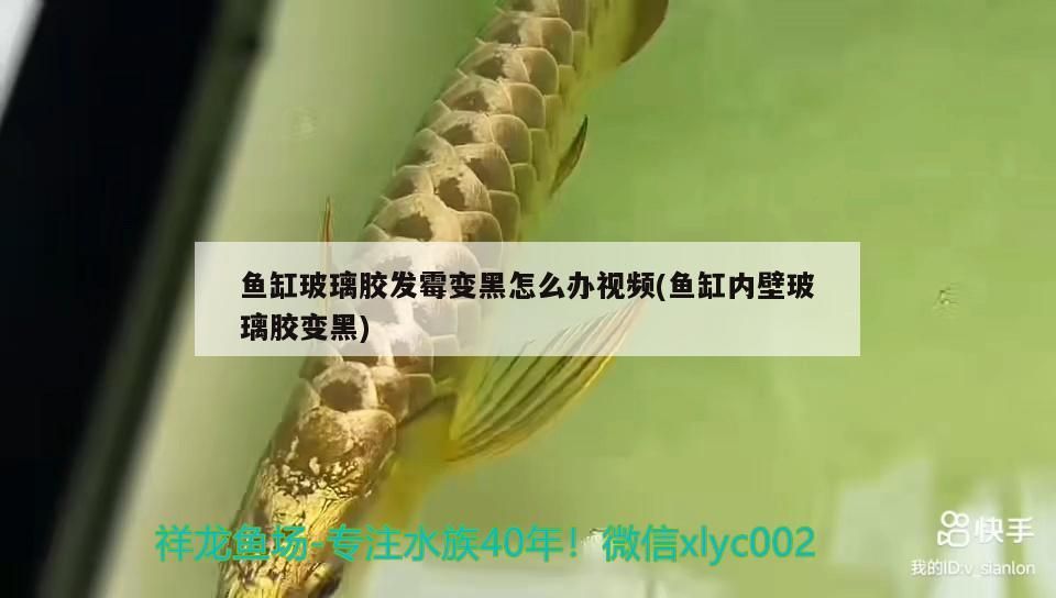 龍魚批發(fā)基地地址電話是多少？，龍魚批發(fā)基地地址電話是多少號龍魚批發(fā)基地地址電話是多少號