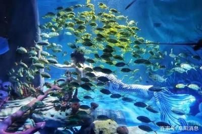 想開一家小型水族館怎么樣：開設一家小型水族館可以是一項有趣且有潛力的商業活動