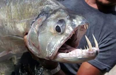 虎魚兇不兇：關于虎魚兇猛程度的一些詳細信息：虎魚兇不兇不兇 虎魚兇不兇：關于虎魚兇猛程度的一些詳細信息：虎魚兇不兇不兇 虎魚百科 第2張