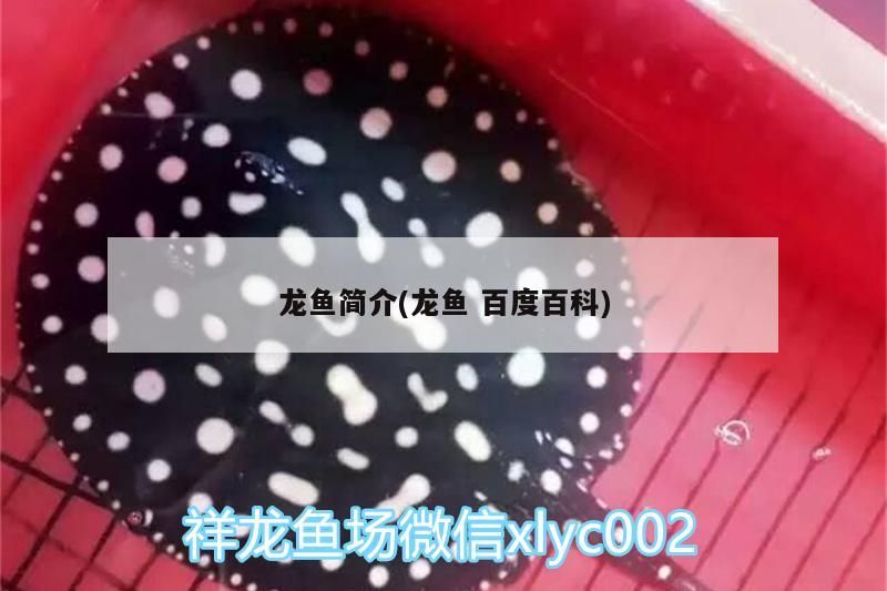 龍魚簡介(龍魚百度百科)