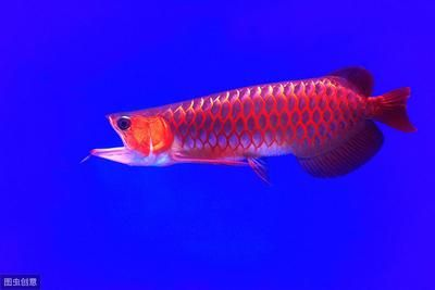 紅龍魚養幾年可以達到正紅色標準：關于紅龍魚達到正紅色標準所需時間的詳細信息