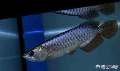 龍魚多久可以不吃東西vs祥龍魚場：龍魚在不同條件下可以不吃東西嗎？