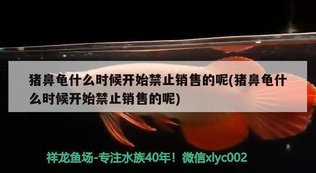豬鼻龜哪年開始禁止買賣的？：豬鼻龜為什么禁售了嗎豬鼻龜是哪一年禁售了嗎