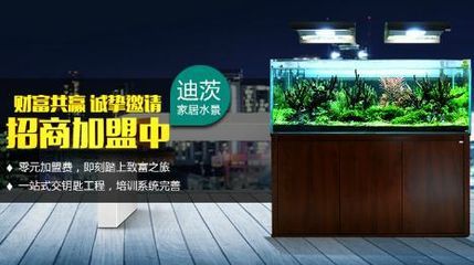 水族館加盟找祥龍魚場怎么樣啊（祥龍魚場加盟條件具體是什么） 水族館加盟找祥龍魚場怎么樣啊（祥龍魚場加盟條件具體是什么） 水族館百科（水族館加盟） 第3張