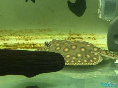 魟魚消化不良的表現(xiàn)：魟魚消化不良的常見表現(xiàn)