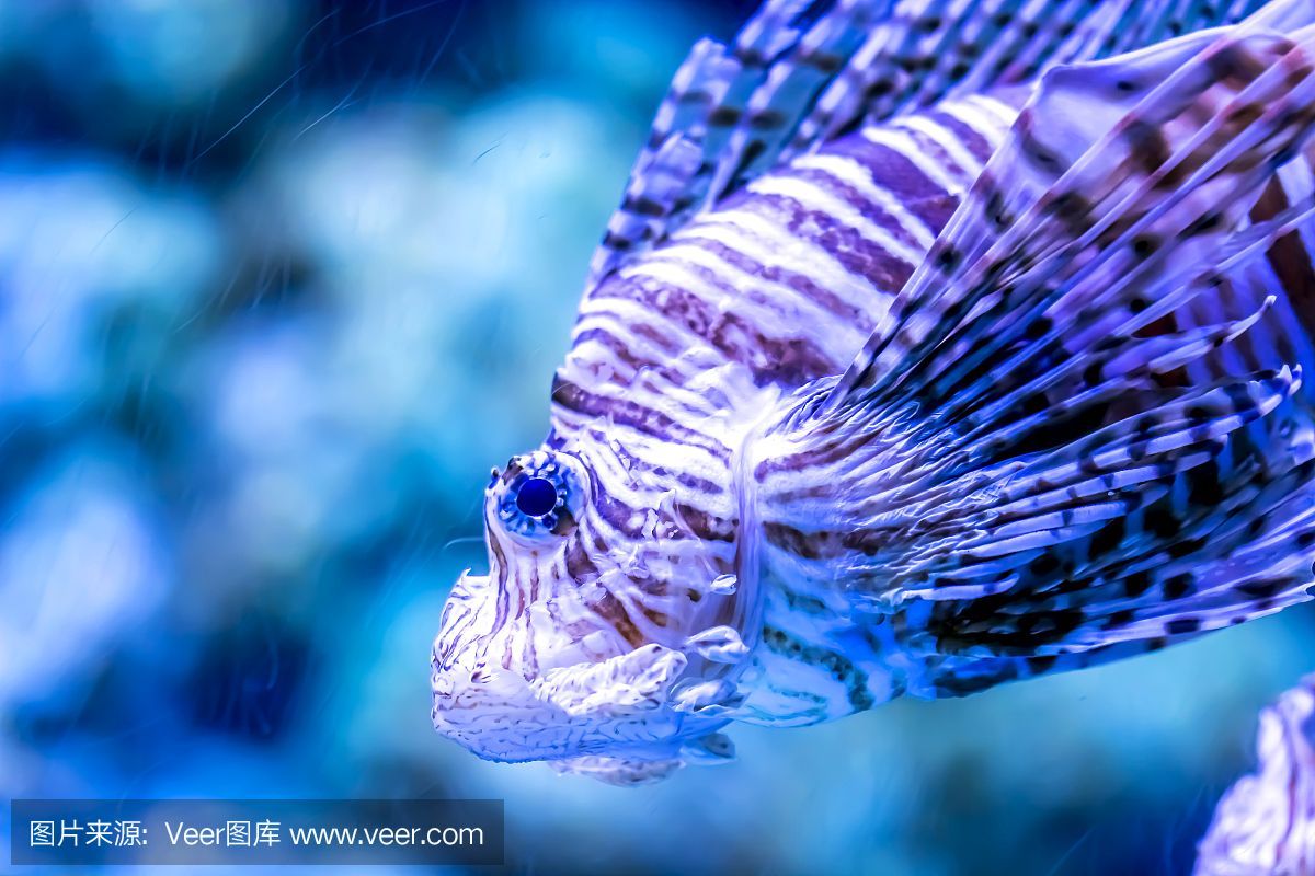 虎魚一人一四紋：虎魚一人一四紋怎么區分