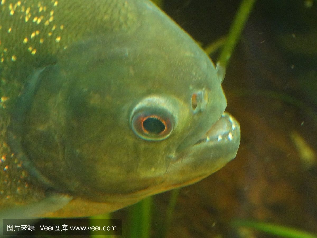 虎魚一人一四紋：虎魚一人一四紋怎么區分