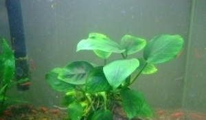 吃浮萍的觀賞魚有哪些品種好（吃浮萍的觀賞魚品種有哪些？）