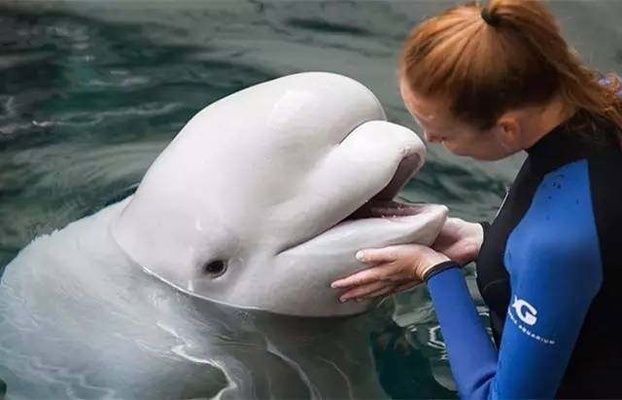 世界水族館排名：世界著名水族館排名
