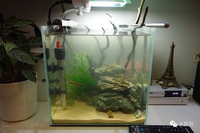 30厘米魚缸簡易造景缸圖片及價格：30厘米魚缸的價格因素和材質等因素不同而有所不同 30厘米魚缸簡易造景缸圖片及價格：30厘米魚缸的價格因素和材質等因素不同而有所不同 魚缸百科 第3張