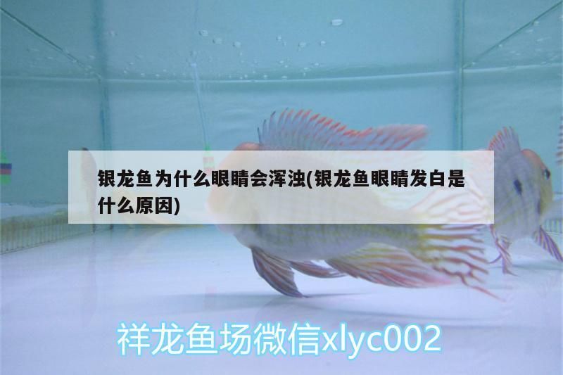 銀龍魚為什么眼睛會渾濁(銀龍魚眼睛發白是什么原因)