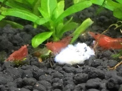 龍魚得水霉菌怎么處理好得快呢