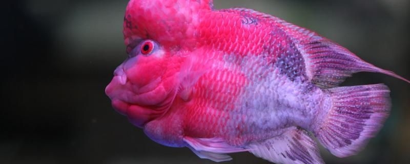 怎么養好羅漢魚飼養的注意事項